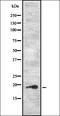 Olfactory-like receptor PJCG2 antibody, orb335669, Biorbyt, Western Blot image 