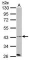 Aurora A antibody, PA5-34700, Invitrogen Antibodies, Western Blot image 