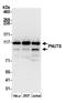 Protein Phosphatase 1 Regulatory Subunit 10 antibody, A300-439A, Bethyl Labs, Western Blot image 