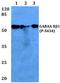 Gamma-Aminobutyric Acid Type A Receptor Beta1 Subunit antibody, A04752S434, Boster Biological Technology, Western Blot image 