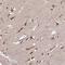 Autophagy Related 5 antibody, HPA042973, Atlas Antibodies, Immunohistochemistry paraffin image 