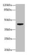 Death Associated Protein Kinase 2 antibody, LS-C369509, Lifespan Biosciences, Western Blot image 