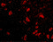 Tripartite motif-containing protein 5 antibody, LS-C351, Lifespan Biosciences, Immunofluorescence image 