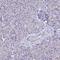 Protein spinster homolog 1 antibody, HPA041995, Atlas Antibodies, Immunohistochemistry paraffin image 