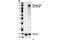 p130cas antibody, 4011S, Cell Signaling Technology, Western Blot image 