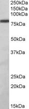 Zinc Finger And BTB Domain Containing 24 antibody, LS-B9912, Lifespan Biosciences, Western Blot image 