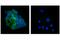 KRAS Proto-Oncogene, GTPase antibody, 53270S, Cell Signaling Technology, Immunocytochemistry image 