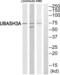 Ubiquitin Associated And SH3 Domain Containing A antibody, abx014929, Abbexa, Western Blot image 