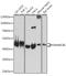 SWI/SNF Related, Matrix Associated, Actin Dependent Regulator Of Chromatin, Subfamily B, Member 1 antibody, GTX33509, GeneTex, Western Blot image 