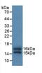 FKBP Prolyl Isomerase 1A antibody, MBS2001245, MyBioSource, Western Blot image 