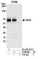 CD33 Molecule antibody, A700-061, Bethyl Labs, Immunoprecipitation image 