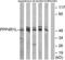 Core-Binding Factor Subunit Beta antibody, TA313563, Origene, Western Blot image 