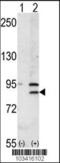 Bromodomain Containing 2 antibody, 63-365, ProSci, Western Blot image 