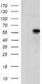 p53 antibody, TA503035S, Origene, Western Blot image 
