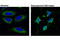 Cytochrome C, Somatic antibody, 12963S, Cell Signaling Technology, Immunocytochemistry image 