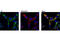 Apoptosis Inducing Factor Mitochondria Associated 1 antibody, 4642S, Cell Signaling Technology, Immunofluorescence image 