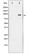 Heat shock protein HSP 90-beta antibody, TA348123, Origene, Western Blot image 