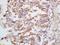 Debranching RNA Lariats 1 antibody, orb182990, Biorbyt, Immunohistochemistry paraffin image 