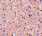 PP17 antibody, 4235, ProSci, Immunohistochemistry paraffin image 