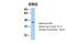 ERI1 Exoribonuclease Family Member 2 antibody, 30-825, ProSci, Western Blot image 