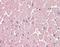 Rho Guanine Nucleotide Exchange Factor 17 antibody, GTX85788, GeneTex, Immunohistochemistry paraffin image 