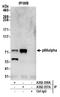 GATA Zinc Finger Domain Containing 2A antibody, A302-358A, Bethyl Labs, Immunoprecipitation image 
