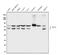 ATP Binding Cassette Subfamily G Member 2 (Junior Blood Group) antibody, A00457-2, Boster Biological Technology, Western Blot image 