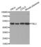 Transducin Beta Like 2 antibody, abx003481, Abbexa, Western Blot image 