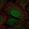 Homeobox A2 antibody, PA5-67492, Invitrogen Antibodies, Immunofluorescence image 