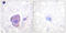 Protein Tyrosine Kinase 2 antibody, LS-C117895, Lifespan Biosciences, Immunohistochemistry frozen image 