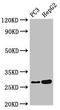 Interleukin-34 antibody, orb53507, Biorbyt, Western Blot image 