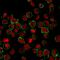Sialophorin antibody, GTX34511, GeneTex, Immunofluorescence image 