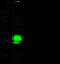 Myosin Light Chain 3 antibody, 100528-T32, Sino Biological, Western Blot image 