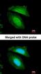 Regulator Of G Protein Signaling 14 antibody, orb73626, Biorbyt, Immunofluorescence image 