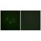 Ephrin type-A receptor 2 antibody, MBS9414320, MyBioSource, Immunofluorescence image 