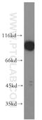 Adaptor Protein, Phosphotyrosine Interacting With PH Domain And Leucine Zipper 1 antibody, 19885-1-AP, Proteintech Group, Western Blot image 