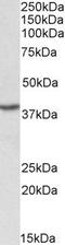 Poly(RC) Binding Protein 1 antibody, PA5-19408, Invitrogen Antibodies, Western Blot image 