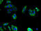 Phosphatidylinositol Glycan Anchor Biosynthesis Class S antibody, A66826-100, Epigentek, Immunofluorescence image 