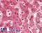 Zinc Finger Protein 296 antibody, LS-B9653, Lifespan Biosciences, Immunohistochemistry paraffin image 