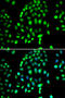 Poly(ADP-Ribose) Polymerase Family Member 3 antibody, abx005504, Abbexa, Western Blot image 