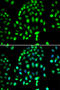 Poly [ADP-ribose] polymerase 3 antibody, abx005504, Abbexa, Western Blot image 