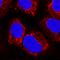 Peroxiredoxin 5 antibody, AF5724, R&D Systems, Immunocytochemistry image 