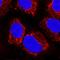 Peroxiredoxin 5 antibody, AF5724, R&D Systems, Immunocytochemistry image 