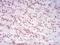 Histone Cluster 4 H4 antibody, NBP2-52486, Novus Biologicals, Immunohistochemistry paraffin image 