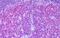 MARCKS Like 1 antibody, MBS245795, MyBioSource, Immunohistochemistry paraffin image 
