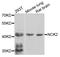 NCK Adaptor Protein 2 antibody, A04036-2, Boster Biological Technology, Western Blot image 