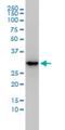 Enolase-Phosphatase 1 antibody, H00058478-M01, Novus Biologicals, Western Blot image 