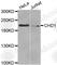 Chromodomain Helicase DNA Binding Protein 1 antibody, A2255, ABclonal Technology, Western Blot image 