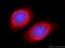 TSC22 Domain Family Member 2 antibody, 25418-1-AP, Proteintech Group, Immunofluorescence image 