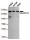 SWI/SNF Related, Matrix Associated, Actin Dependent Regulator Of Chromatin Subfamily C Member 1 antibody, GTX49155, GeneTex, Western Blot image 